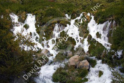 Fresh water springs at the Niagara Spring State Park in Hagerman, Idaho, USA.
