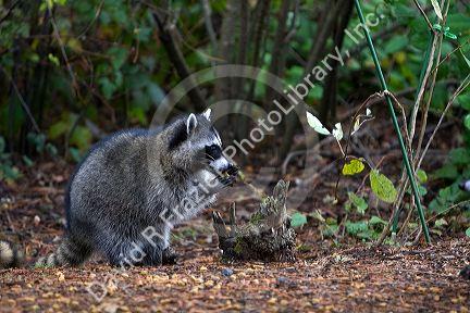 Raccoon eating dog food in Shelton, Washington, USA.