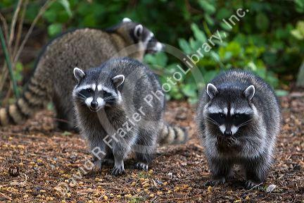 Raccoons eating dog food in Shelton, Washington, USA.