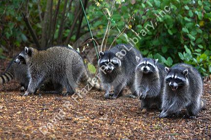 Raccoons eating dog food in Shelton, Washington, USA.