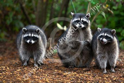 Raccoons eating dog food in Shelton, Washington, USA.