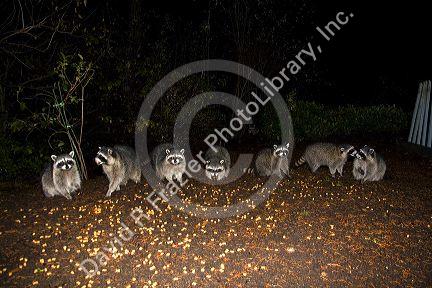 Raccoons eating dog food in Shelton, Washington, USA.