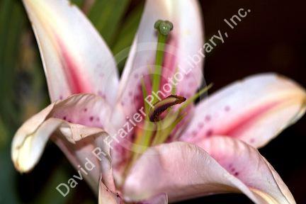 The stamen and gynoecium of a lily flower.