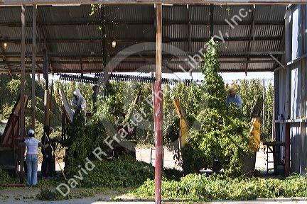 Hops being harvested in Canyon County, Idaho, USA.