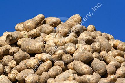 Newly harvested Shepody Potatoes in Canyon County, Idaho, USA.