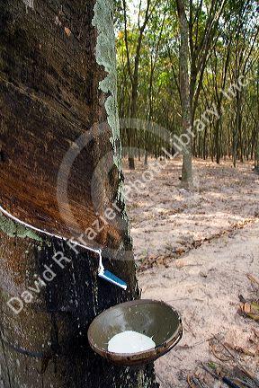 Latex being collected from a rubber tree on a plantation near Tay Ninh, Vietnam.