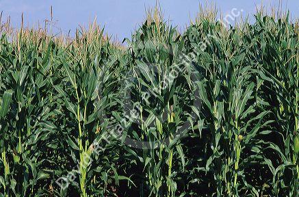 A corn field in Illinois.