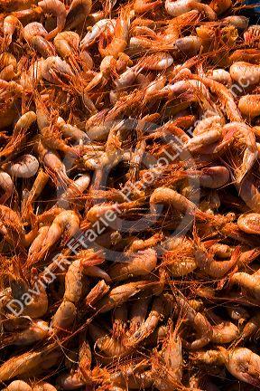 Shrimp being dried on a parking lot near the port city of Da Nang, Vietnam.