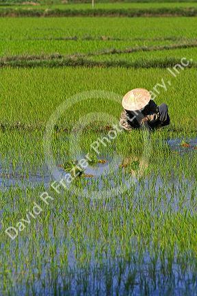 Vietnamese farmer tends to a rice paddy near Hoi An, Vietnam.