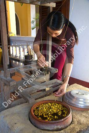 Vietnamese woman spinning silk from the silkworm cocoon in Hoi An, Vietnam.