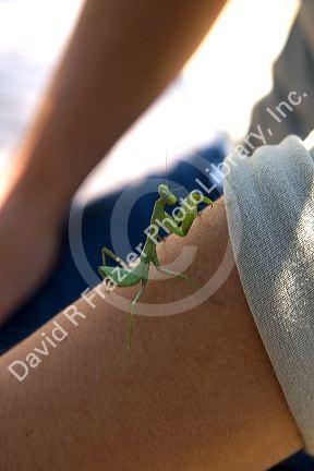 Praying Mantis sits on the bare arm of a person in Vietnam.
