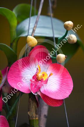 Silk orchid flowers in Hue, Vietnam.