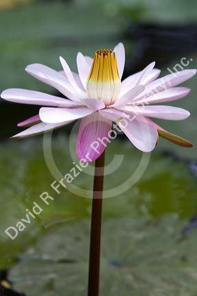 Water lily flowers on display at the Nguyen Hue Boulevard Flower Show in Ho Chi Minh City, Vietnam.