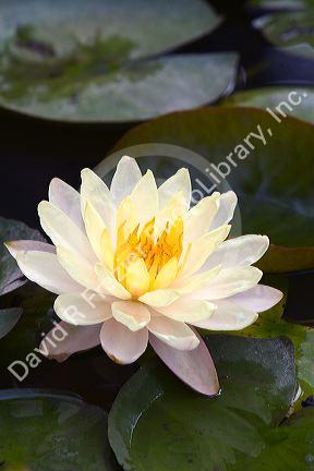 Water lily flowers on display at the Nguyen Hue Boulevard Flower Show in Ho Chi Minh City, Vietnam.