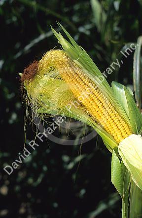 An ear of corn on the plant.