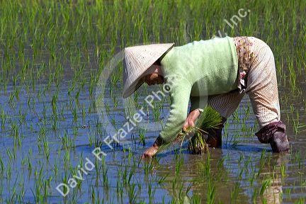 Farmer tending to rice paddies south of Hue, Vietnam.