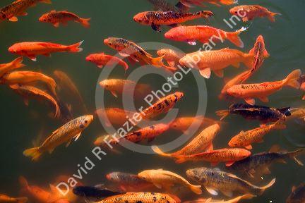 Ornamental koi fish in a pond at the Imperial Citadel of Hue, Vietnam.
