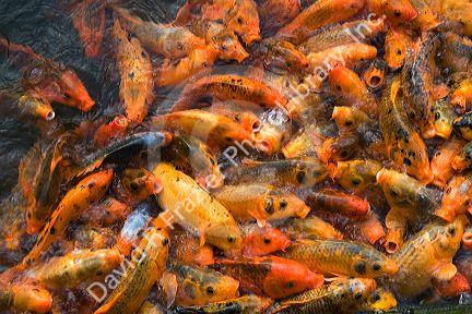 Ornamental koi fish in a pond at the Imperial Citadel of Hue, Vietnam.
