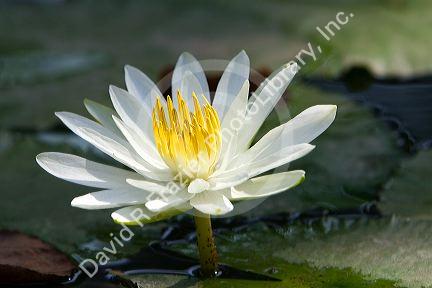 Water lily flowers on display at the Nguyen Hue Boulevard Flower Show in Ho Chi Minh City, Vietnam.