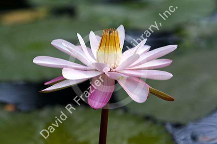 Water lily flowers on display at the Nguyen Hue Boulevard Flower Show in Ho Chi Minh City, Vietnam.