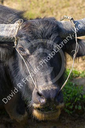 Water buffalo used for farming and transportation near Hue, Vietnam.