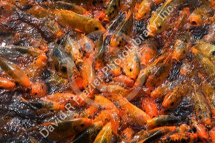 Ornamental koi fish in a pond at the Imperial Citadel of Hue, Vietnam.
