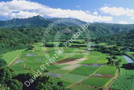 Agriculture in Hanalei Valley Kauai, Hawaii.