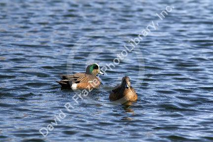 Male and female American Wigeon in Boise, Idaho, USA.