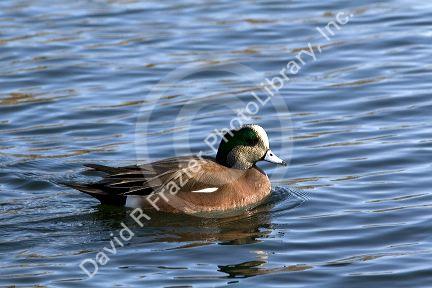 Male American Wigeon in Boise, Idaho, USA.