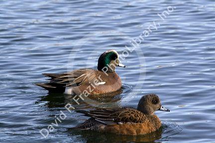 Male and female American Wigeon in Boise, Idaho, USA.