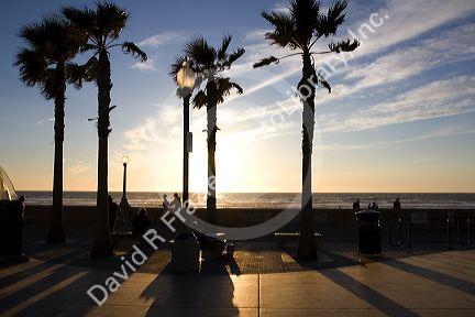 Palm trees at sunset on Mission Beach in San Diego, Southern California, USA.