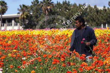 Workers harvest colorful ranunculus flowers growing at The Flower Fields of Carlsbad, Southern California, USA.