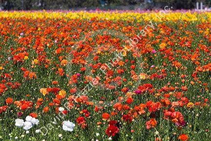 Colorful ranunculus flowers grow at The Flower Fields of Carlsbad, Southern California, USA.