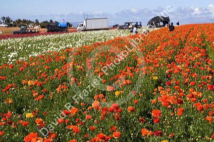Colorful ranunculus flowers grow at The Flower Fields of Carlsbad, Southern California, USA.