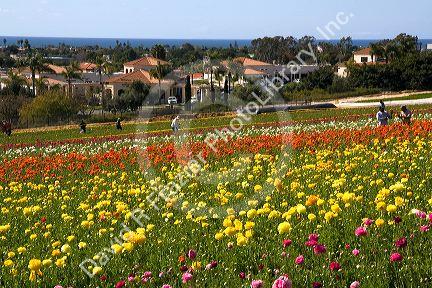 Colorful ranunculus flowers grow at The Flower Fields of Carlsbad, Southern California, USA.