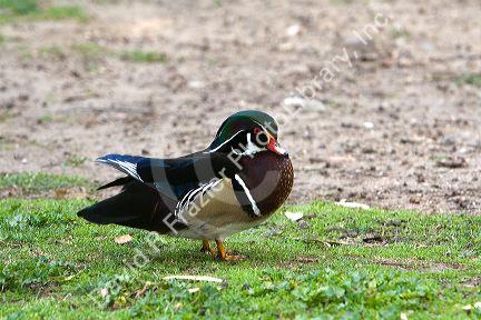 Male wood duck at the Los Angeles County Arboretum and Botanical Garden in Arcadia, California, USA.