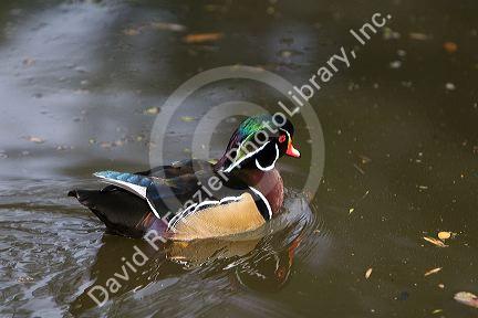 Male wood duck at the Los Angeles County Arboretum and Botanical Garden in Arcadia, California, USA.
