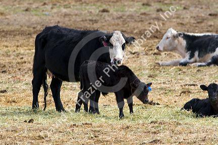 Cow and calf on a ranch near Horseshoe Bend, Idaho, USA.