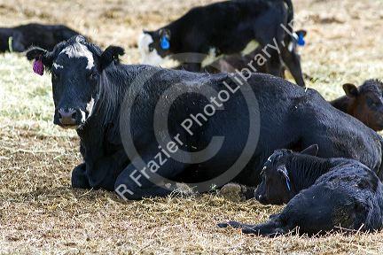 Cow and calf on a ranch near Horseshoe Bend, Idaho, USA.