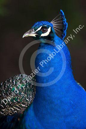 Indian Blue Peacock at the Los Angeles County Arboretum and Botanical Garden in Arcadia, California, USA.