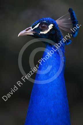 Indian Blue Peacock at the Los Angeles County Arboretum and Botanical Garden in Arcadia, California, USA.