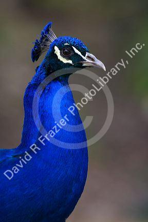 Indian Blue Peacock at the Los Angeles County Arboretum and Botanical Garden in Arcadia, California, USA.