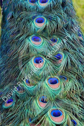 Indian Blue Peacock at the Los Angeles County Arboretum and Botanical Garden in Arcadia, California, USA.