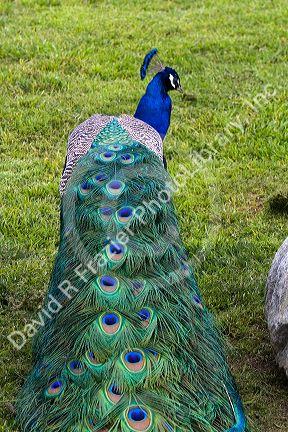 Indian Blue Peacock at the Los Angeles County Arboretum and Botanical Garden in Arcadia, California, USA.