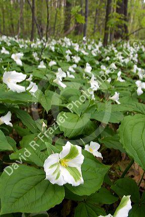 Trillium flowering plants growing wild in a woodlot in Michigan, USA.