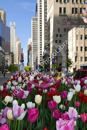 Tulip flowers growing in the city of Chicago, Illinois, USA.