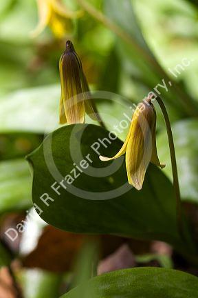 Erythronium commonly known as a trout lily growing on the forest floor in Upper Peninsula of Michigan, USA.