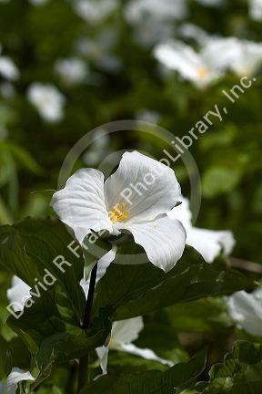 Trillium flowering plants growing wild on the forest floor in Upper Peninsula of Michigan, USA.