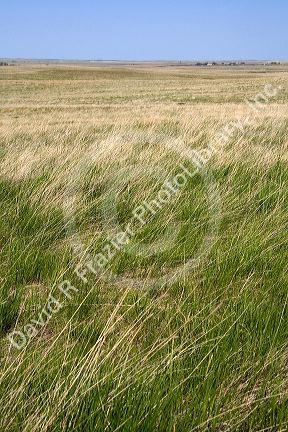 Tall grass prairie in South Dakota, USA.