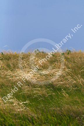 Tall grass prairie of South Dakota, USA.